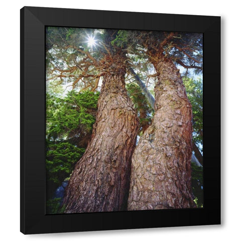 California, Sierra Nevada Red fir trees Black Modern Wood Framed Art Print with Double Matting by Talbot Frank, Christopher