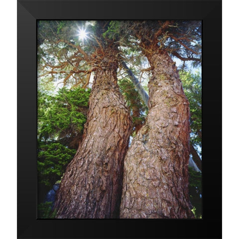 California, Sierra Nevada Red fir trees Black Modern Wood Framed Art Print by Talbot Frank, Christopher