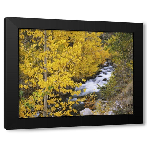 California Bishop Creek and aspens in autumn Black Modern Wood Framed Art Print with Double Matting by Flaherty, Dennis