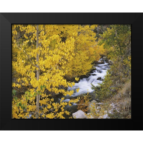 California Bishop Creek and aspens in autumn Black Modern Wood Framed Art Print by Flaherty, Dennis