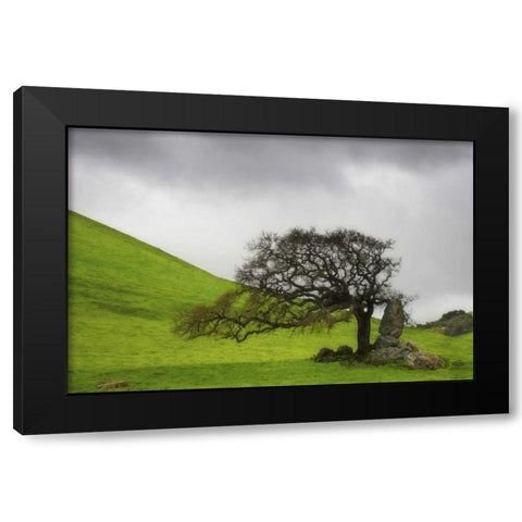 California An oak stands alone under clouds Black Modern Wood Framed Art Print by Paulson, Don