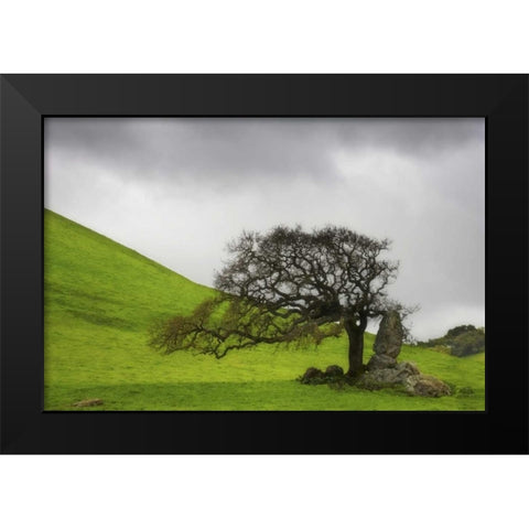 California An oak stands alone under clouds Black Modern Wood Framed Art Print by Paulson, Don
