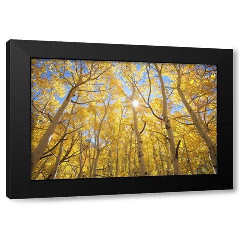 CA, Sierra Nevada Fall colors of aspen trees Black Modern Wood Framed Art Print with Double Matting by Talbot Frank, Christopher