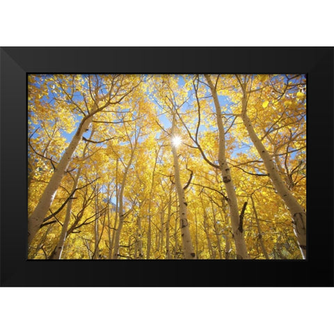 CA, Sierra Nevada Fall colors of aspen trees Black Modern Wood Framed Art Print by Talbot Frank, Christopher