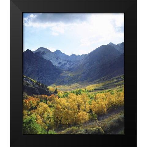 CA, Sierra NevadaÂ Autumn on trees in valley Black Modern Wood Framed Art Print by Talbot Frank, Christopher