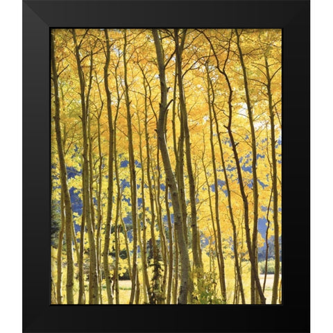 CA, Sierra Nevada Fall colors of aspen trees Black Modern Wood Framed Art Print by Talbot Frank, Christopher