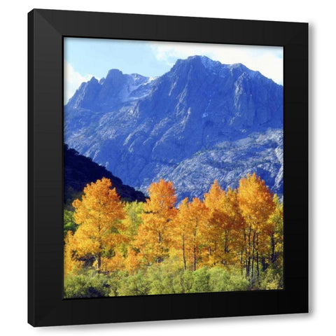 CA, Sierra Nevada Autumn on trees in valley Black Modern Wood Framed Art Print with Double Matting by Talbot Frank, Christopher