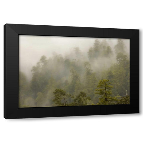 CA, Redwood Creek Overlook Fog covers the forest Black Modern Wood Framed Art Print by Paulson, Don