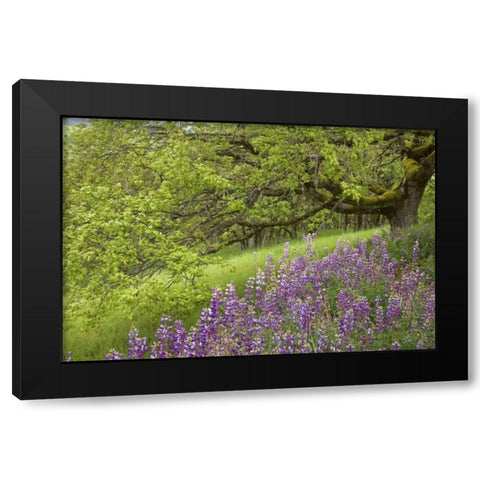 CA, Redwoods Lupines and and oak trees in spring Black Modern Wood Framed Art Print with Double Matting by Paulson, Don