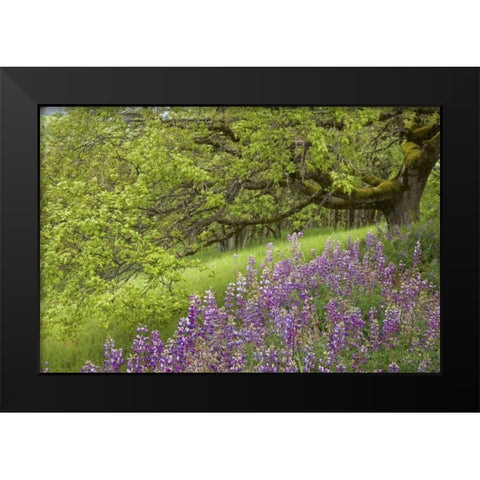 CA, Redwoods Lupines and and oak trees in spring Black Modern Wood Framed Art Print by Paulson, Don