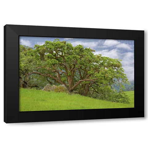 CA, Redwoods Large oak trees in mountain meadow Black Modern Wood Framed Art Print by Paulson, Don