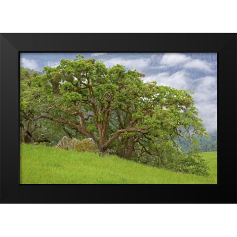 CA, Redwoods Large oak trees in mountain meadow Black Modern Wood Framed Art Print by Paulson, Don