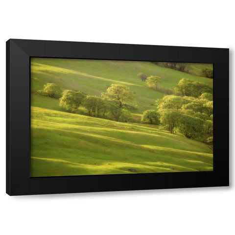 CA, Redwoods Sunrise on green sloping meadow Black Modern Wood Framed Art Print by Paulson, Don