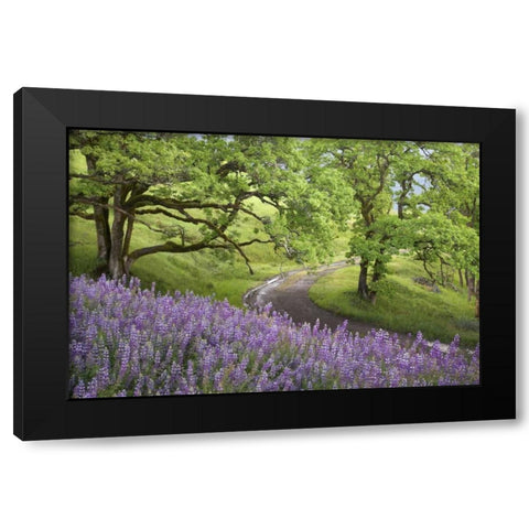 CA, Redwoods Road winds past flowers and trees Black Modern Wood Framed Art Print by Paulson, Don