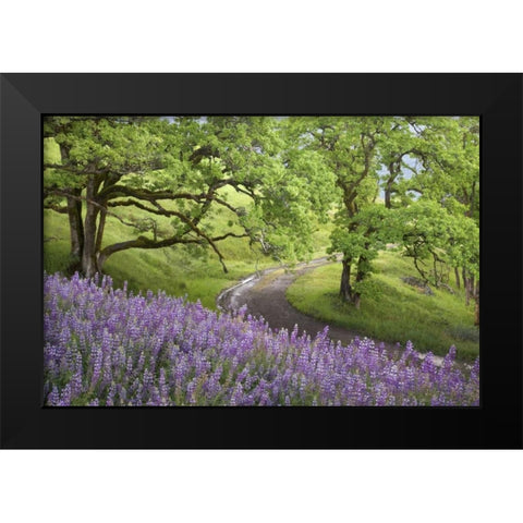 CA, Redwoods Road winds past flowers and trees Black Modern Wood Framed Art Print by Paulson, Don