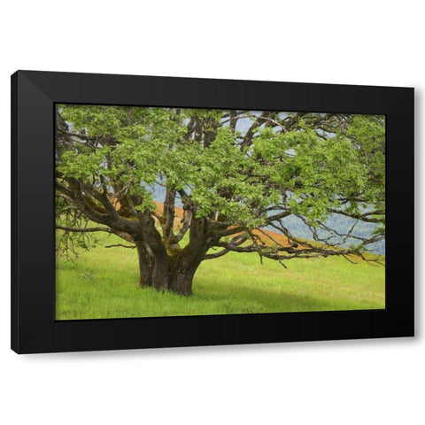 California, Redwood NP Oak tree in alpine meadow Black Modern Wood Framed Art Print by Paulson, Don