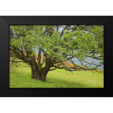 California, Redwood NP Oak tree in alpine meadow Black Modern Wood Framed Art Print by Paulson, Don