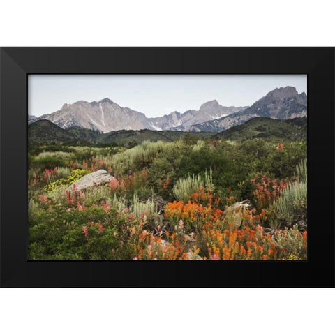 CA, flowers bloom in the Sierra Nevada mountains Black Modern Wood Framed Art Print by Flaherty, Dennis