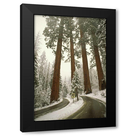 CA, Sequoia NP Spring snowfall at park entrance Black Modern Wood Framed Art Print by Grall, Don