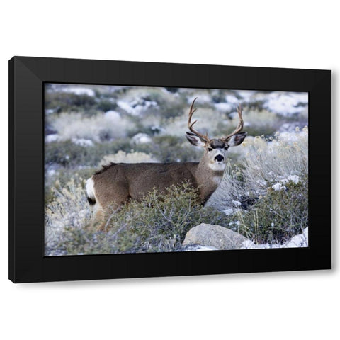 CA, Sierra Mountains Mule deer buck with antlers Black Modern Wood Framed Art Print with Double Matting by Flaherty, Dennis