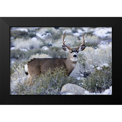 CA, Sierra Mountains Mule deer buck with antlers Black Modern Wood Framed Art Print by Flaherty, Dennis