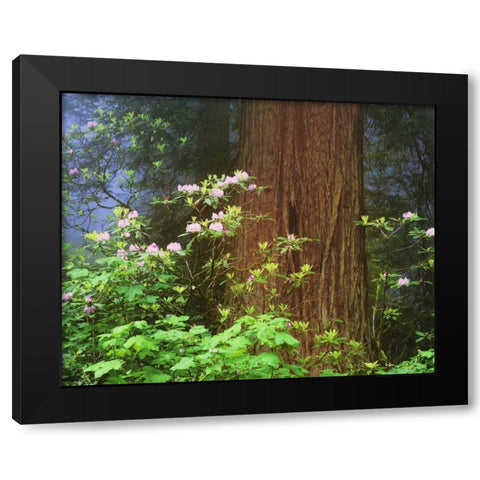 CA, Redwoods NP Blooming rhododendrons Black Modern Wood Framed Art Print with Double Matting by Flaherty, Dennis