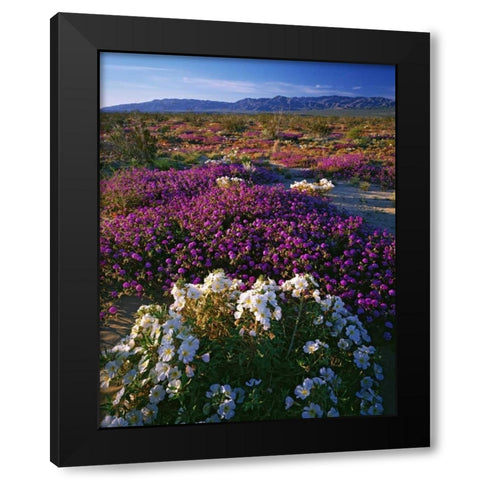 CA, Anza-Borrego SP Desert Wildflowers in bloom Black Modern Wood Framed Art Print with Double Matting by Flaherty, Dennis