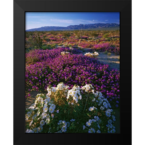 CA, Anza-Borrego SP Desert Wildflowers in bloom Black Modern Wood Framed Art Print by Flaherty, Dennis