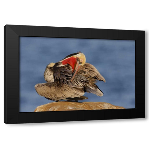 CA, La Jolla Pelican preens its feathers  Black Modern Wood Framed Art Print by Morris, Arthur