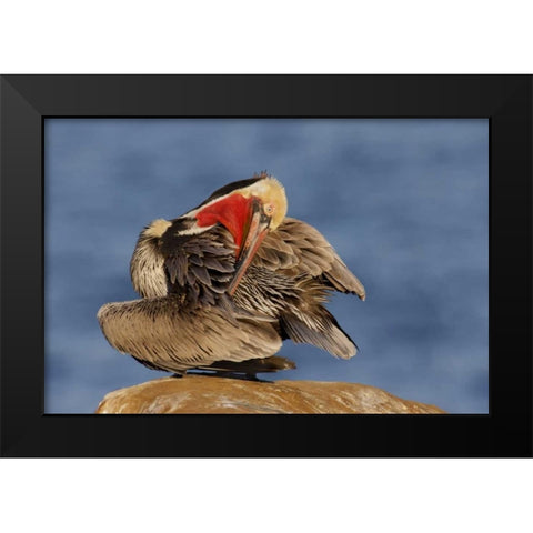 CA, La Jolla Pelican preens its feathers  Black Modern Wood Framed Art Print by Morris, Arthur