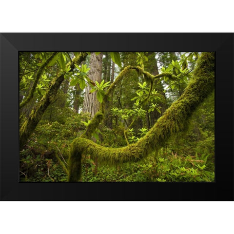 CA, Redwoods NP Rhododendron branches Black Modern Wood Framed Art Print by Illg, Cathy and Gordon