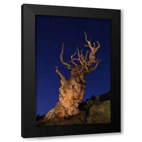 CA, White Mts Ancient bristlecone pine trees Black Modern Wood Framed Art Print by Flaherty, Dennis