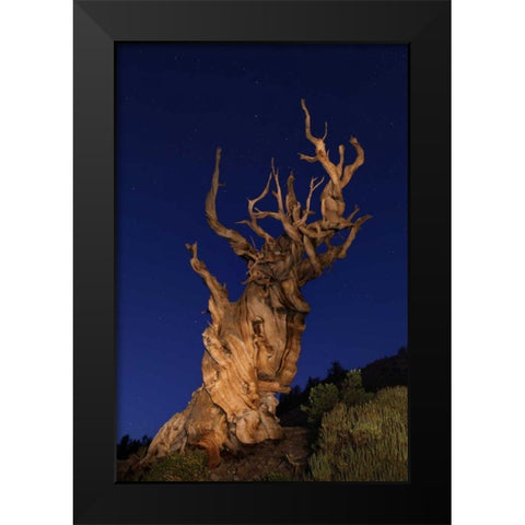 CA, White Mts Ancient bristlecone pine trees Black Modern Wood Framed Art Print by Flaherty, Dennis