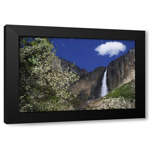 CA, Yosemite Apple tree and Upper Yosemite Falls Black Modern Wood Framed Art Print with Double Matting by Flaherty, Dennis