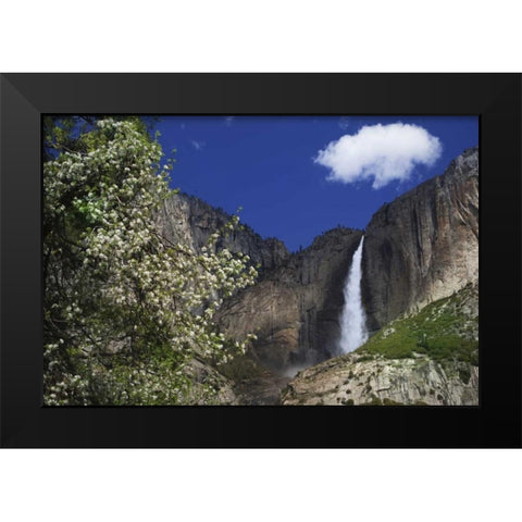 CA, Yosemite Apple tree and Upper Yosemite Falls Black Modern Wood Framed Art Print by Flaherty, Dennis