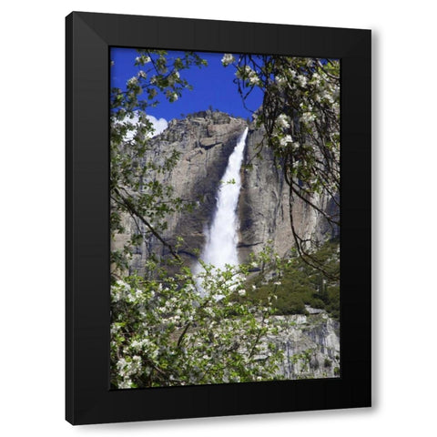 CA, Yosemite Apple tree and Upper Yosemite Falls Black Modern Wood Framed Art Print with Double Matting by Flaherty, Dennis