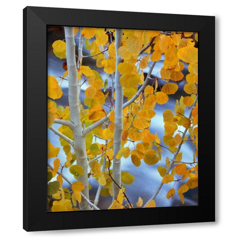 CA, Bishop Autumn leaves on aspen tree Black Modern Wood Framed Art Print with Double Matting by Flaherty, Dennis