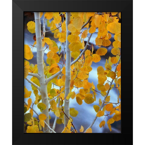 CA, Bishop Autumn leaves on aspen tree Black Modern Wood Framed Art Print by Flaherty, Dennis