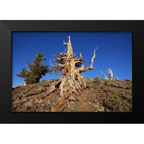 CA, White Mts Weathered tree in the Pine Forest Black Modern Wood Framed Art Print by Flaherty, Dennis