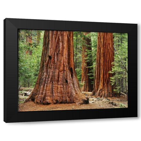 California, Yosemite NP Sequoia trees in forest Black Modern Wood Framed Art Print with Double Matting by Flaherty, Dennis