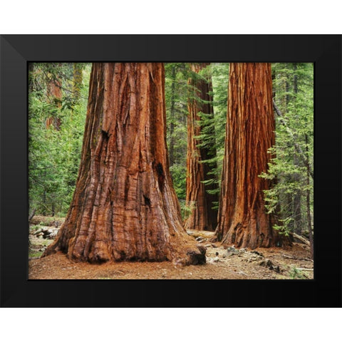 California, Yosemite NP Sequoia trees in forest Black Modern Wood Framed Art Print by Flaherty, Dennis