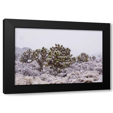 CA, Yucca brevifolia, Joshua trees in snowfall Black Modern Wood Framed Art Print with Double Matting by Illg, Cathy and Gordon