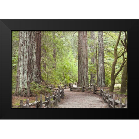CA, Big Basin Redwoods SP, Trail through redwoods Black Modern Wood Framed Art Print by Paulson, Don