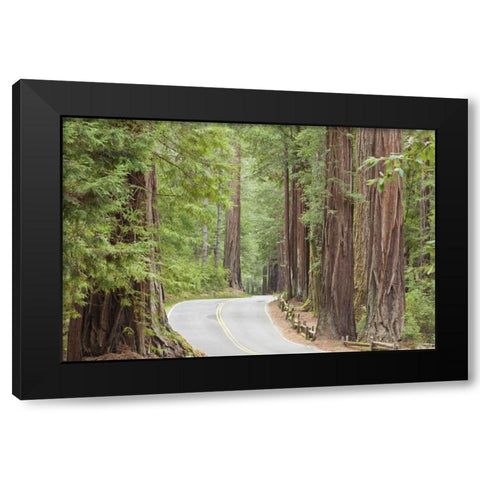 CA, Road through redwoods in Big Basin Redwoods Black Modern Wood Framed Art Print by Paulson, Don