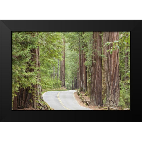 CA, Road through redwoods in Big Basin Redwoods Black Modern Wood Framed Art Print by Paulson, Don