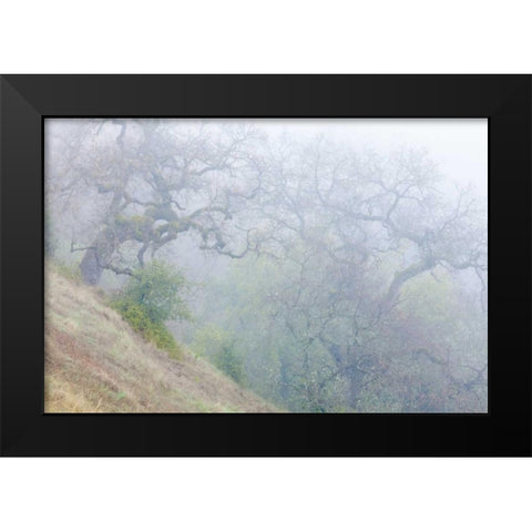 California, Henry W Coe SP Morning fog in park Black Modern Wood Framed Art Print by Paulson, Don