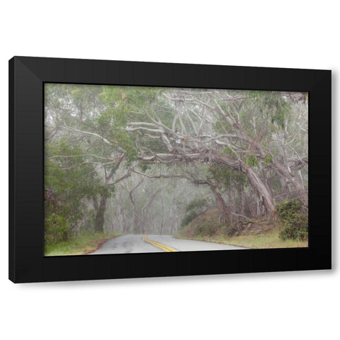 California Tree-lined road to Montana de Oro SP Black Modern Wood Framed Art Print with Double Matting by Paulson, Don