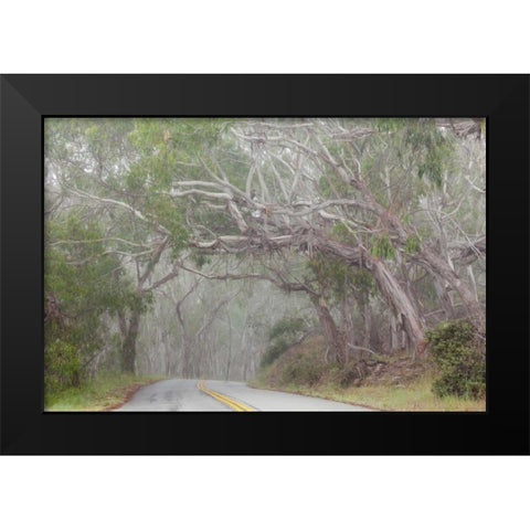 California Tree-lined road to Montana de Oro SP Black Modern Wood Framed Art Print by Paulson, Don