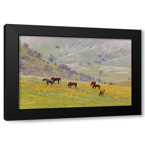 USA, California, Caliente Horses in meadow Black Modern Wood Framed Art Print by Paulson, Don