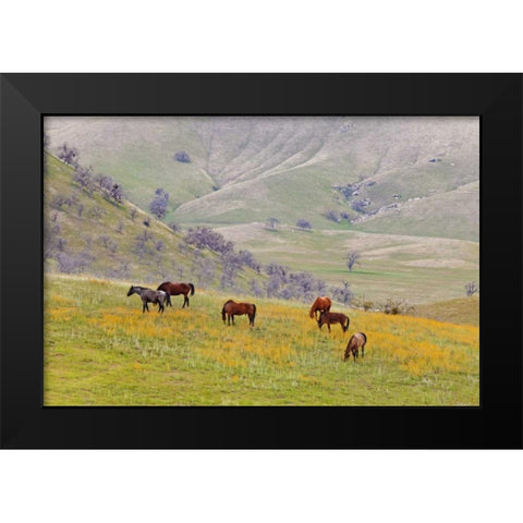 USA, California, Caliente Horses in meadow Black Modern Wood Framed Art Print by Paulson, Don
